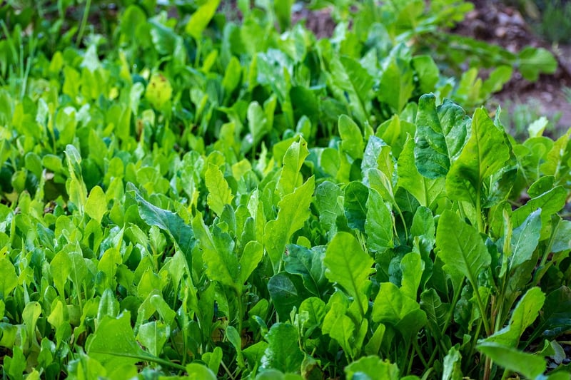Spinach